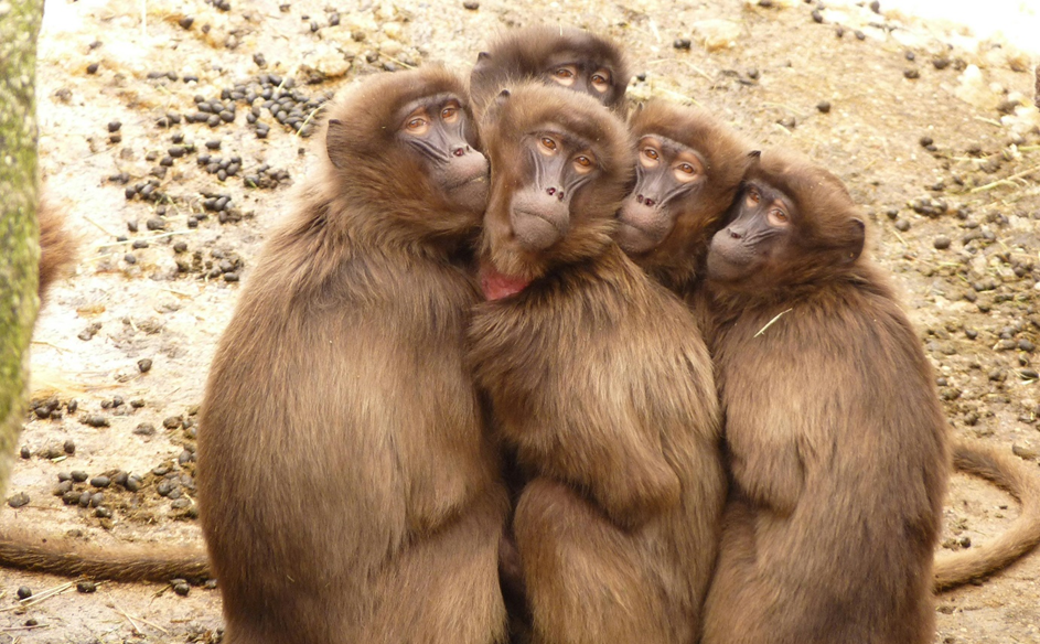 La cognition animale au carrefour de l’éthologie et de la psychologie